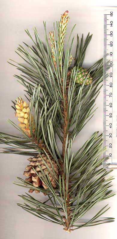Close-up photograph of a young Scots pine shoot showing fresh light-green needles in pairs along a slender stem.